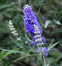 miherbolaria vitex agnus cactus