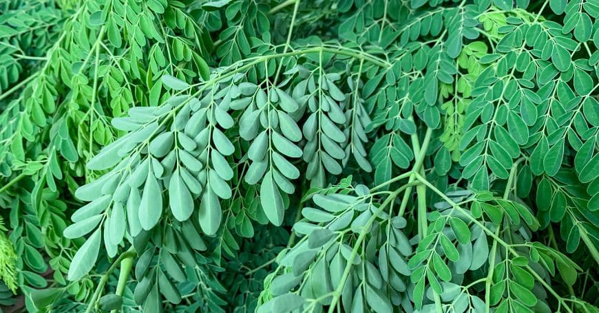 miherbolaria moringa bio beneficios
